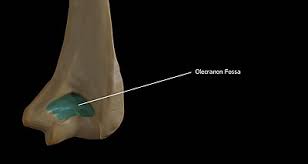 It articulates behind the humerus in the olecranon fossa and may be felt as the point of the elbow. Olecranon Fossa Wikipedia