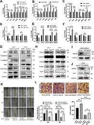 Some common signs of metastatic cancer include: Obg Like Atpase 1 Inhibited Oral Carcinoma Cell Metastasis Through Tgfb Smad2 Axis In Vitro Springerlink