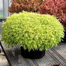 Image result for Coleus melleri