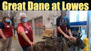 They do not allow cats or other animals. Are Dogs Allowed In Lowes Explained And Helpful Guide Family Life Share