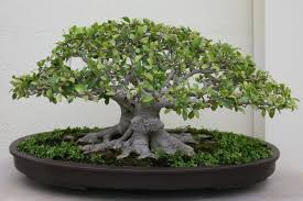 6 Cara Mudah Membuat Bonsai Beringin Dan Awet Tahan Lama Suka Suka