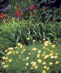 While balloon flower demands full sun in most gardens, in the deep south it will grow happily in partial shade. The Best Plants For Sunny Borders Finegardening Plants Sunny Plants Cool Plants