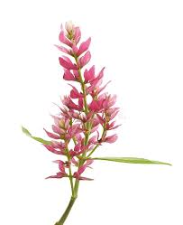 Image result for Justicia odora