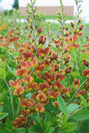 Baptisia Cherries Jubelee Plants Cherries Jubilee Deer Resistant Perennials