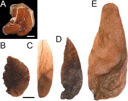 03:10 pap tt cewek cantik #paptt #cewekcantik #shorts #viral #tiktok #youtube. Indo Asian Eriolaena Expanded To Include Two Malagasy Genera And Other Generic Realignments Based On Molecular Phylogenetics Of Dombeyoideae Malvaceae Dorr 2021 Taxon Wiley Online Library