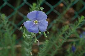 Image result for Linum