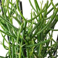 The firestick cactus is an easy succulent to grow. Euphorbia Tirucalli The Wonderful Sticks Of Fire Plant Unusualseeds