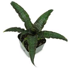 Cryptanthus Black Mystic Josh S Frogs In 2020 Terrarium Plants For Sale Terrarium Plants Plants