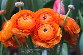 Image result for Ranunculus