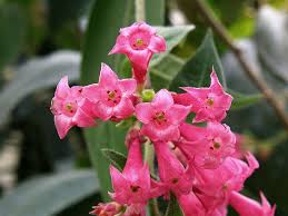 Image result for Cestrum elegans