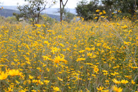 Image result for Bidens steppia