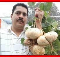 Siembra tus Propias Jicamas en Casa