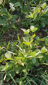 Image result for Glycine max