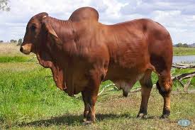 Funny Pictures Braham Bull Red Brahman Bull Pictures My Photo With Images Breeds Of Cows Cattle Ranching Bull Cow