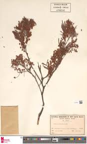 Image result for Strephonema sericeum