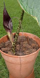Arisaema speciosum (wallich) mart., de l'himalaya, a des feuilles trifoliées et un spadice qui se prolonge en une très longue pointe effilée qui traîne dans l'humus. Arisaema Speciosum Wikiwand