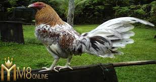 Komunitas pecinta ayam philipin ayam sabung sabong gamefowl gallosfinos. Karakteristik Dan Sejarah Dari Ayam Sabung Jenis Bulick Dom M8win Agen Judi Sabung Ayam Online 117