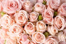 Whichever way you sway with pink wallpaper, it's a colour with heart. Light Pink Roses Wallpapers Top Free Light Pink Roses Backgrounds Wallpaperaccess