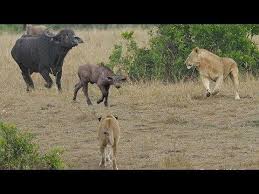 Crazy Buffalo Knocked Out The Male Lion To Save Child Buffalo Amazing Moments Of Wild Animal Fight Https Youtu Be N Male Lion Animal Tv Wild Animals Videos