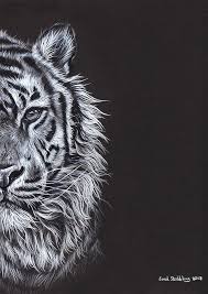 Check spelling or type a new query. Tiger In Half Profile Drawing By Sarah Stribbling