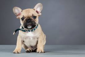 These dogs go without tails (or much of a tail, anyway), and they like it that way. 11 Facts About French Bulldogs Mental Floss