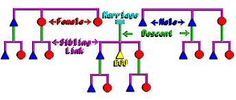 Kinship Chart Maker Sada Margarethaydon Com