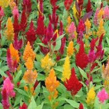 Bedding Plants Cat Safe Plants Dog Safe Plants Toxic Plants For Cats