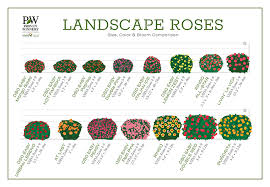 Oso easy hot paprika landscape rose. Oso Easy Paprika Rose Rosa Sp Proven Winners