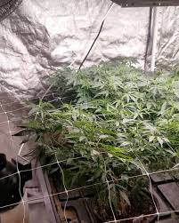 Grow light science grow 300 review (for reference). Grow Light Science Home Facebook