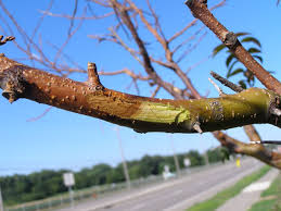 Cotoneaster hedging products available online, directly from scotplants direct, fife, uk. What S Wrong With My Plant Garden University Of Minnesota Extension