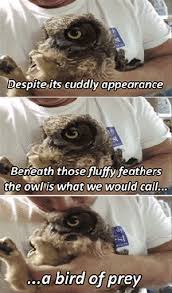 If Silence Were Loudness Owls Would Be The Loudest Flying Animals Cute Funny Animals Funny Animals Cute Animals