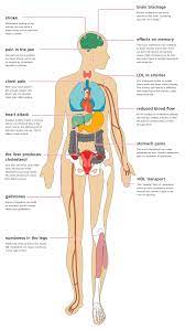 Apr 20, 2019 · many studies have shown that taking plant sterols with meals can lower levels of ldl bad cholesterol. The Effects Of Cholesterol On The Body