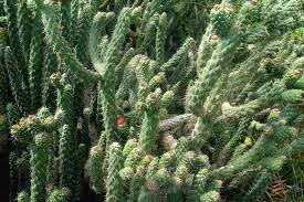 Image result for Austrocylindropuntia