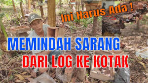 Cara Memindahkan Sarang Lebah Trigona Dari Log Ke Kotak Budidaya Kelulut Sarang Lebah Lebah Sign