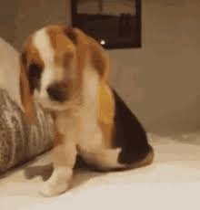 Happy puppy gifs get the best gif on giphy. Excited Puppy Gifs Tenor
