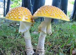 Fly Agar Mushroom The Psychedelic Experience Stuffed Mushrooms Psychedelic Experience Magical Mushrooms