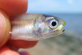Ikan bilis mata biru pangkor harga. Pembekal Ikan Bilis Mata Biru Pangkor Home Facebook