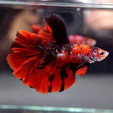 Pin On The Simese Fighting Fish Bettas