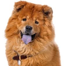 Chow Chow Puppies For Sale Adoptapet Com Chow Chow Dog Breed Information 11 Reasons Why The Chow C In 2020 Chow Dog Breed Chow Puppies For Sale Chow Chow Puppy