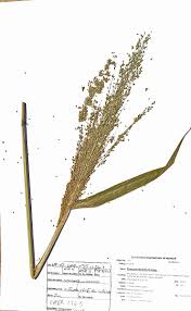 Image result for Panicum maximum