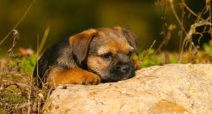 Border Terrier Dog Breed Information Center The Border