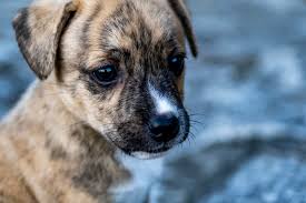We did not find results for: Reasons Why Puppy Gets Aggressive When Tired And How To Help Born For Pets