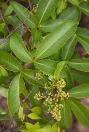 Image result for Clutia swynnertonii