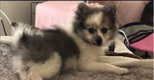 Maybe you would like to learn more about one of these? Stolen Pomeranian Puppy Sold On Craigslist Reunited With Her Mom Pomeranian Puppy Puppies Pomeranian