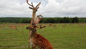 Antlers Are Miraculous Face Organs That Could Benefit Human