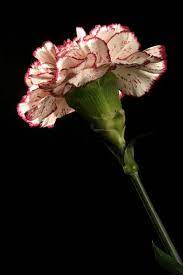 Carnations Iphone Wallpaper Mariusz Dabrowski Blog Flowers Iris Flower Photos Carnation Flower