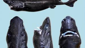 Intuitive fred888: Tiny shark that glows discovered in the deep ocean
