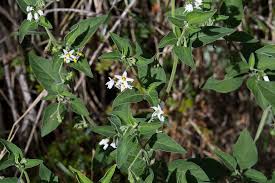 Image result for Solanum chenopodioides