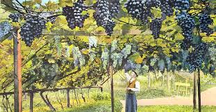 I stopped by hosmer vineyards in june to check on the status of our riesling vine in row 18. Grapevines On Pergolas Arbours And Carports