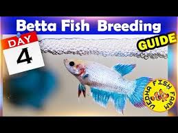 Betta Fish Breeding Day 4 Female Not Laying Eggs Youtube